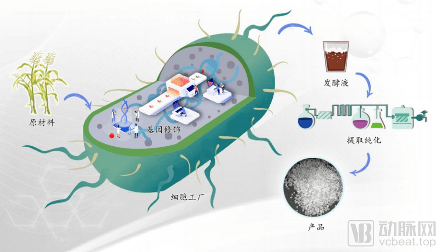 合成生物學(xué)新前沿 高效細(xì)胞微工廠的藍(lán)圖與合成材料制造革命